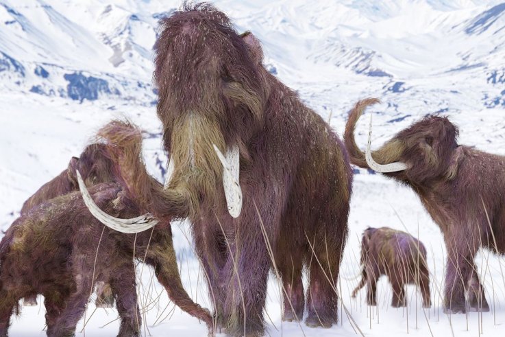 woolly mammoth woolly mammoth