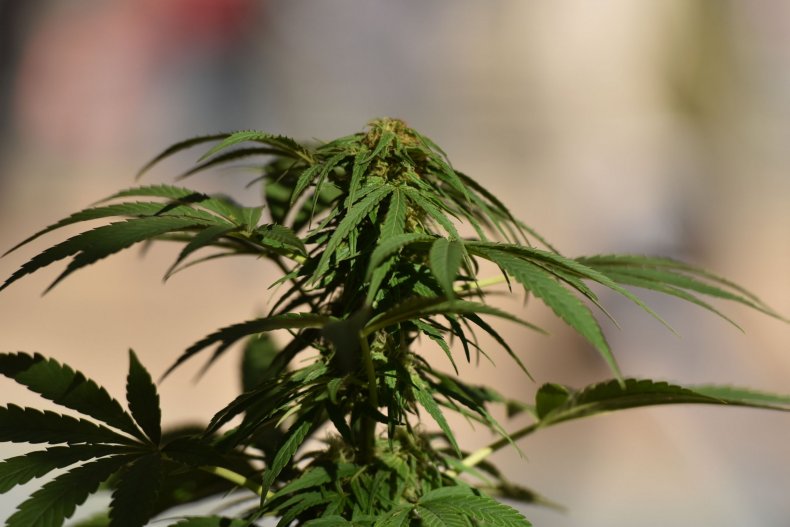 Medical Marijuana