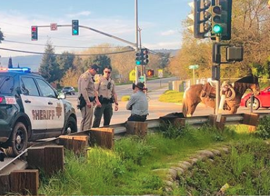 California horse DUI