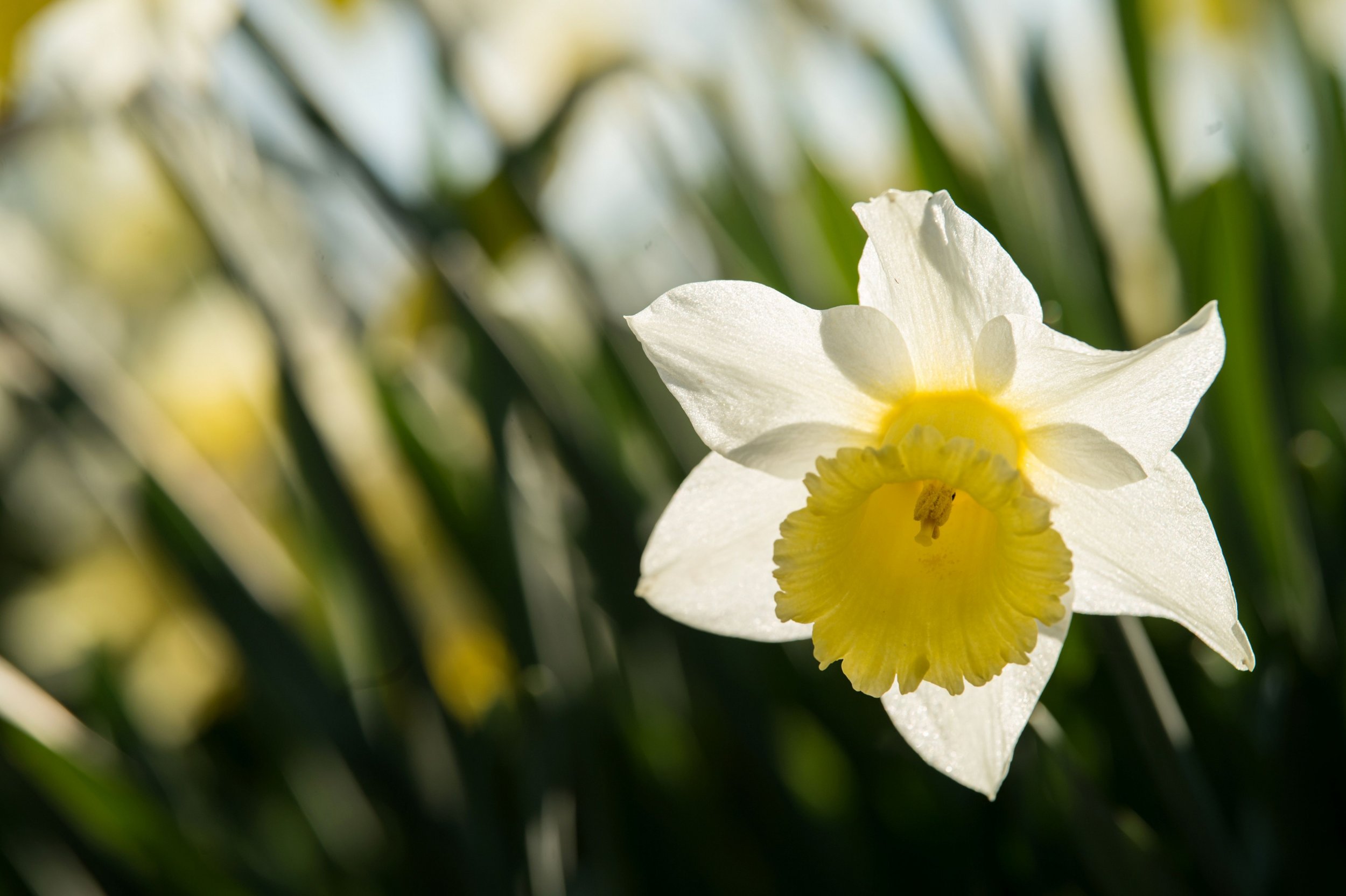 spring equinox meaning culture