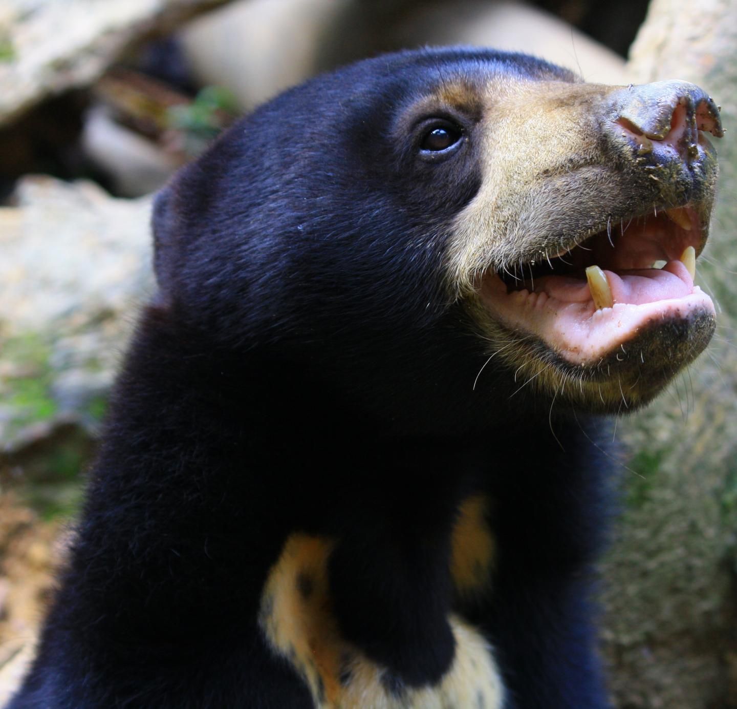 Sun Bears Copy Each Other's Facial Expressions—A Behavior Only Previously  Seen in Humans and Gorillas
