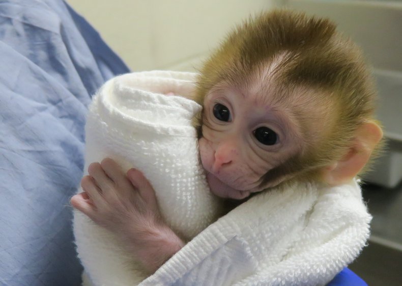 Grady monkey
