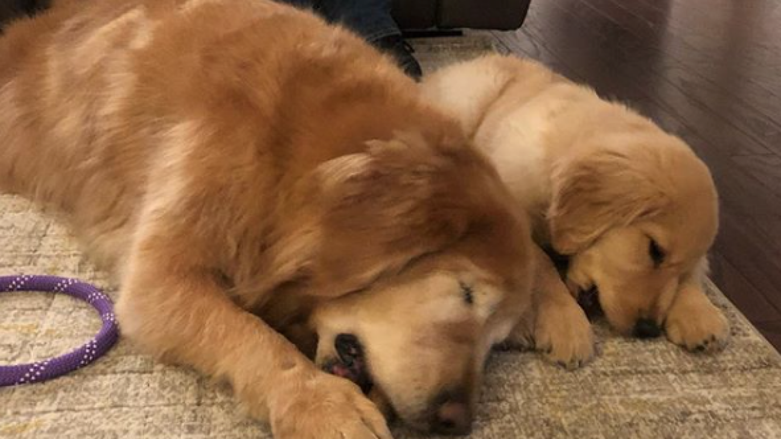 Puppy Love Blind Dog Gets Comfort From Seeing Eye Pup Companion