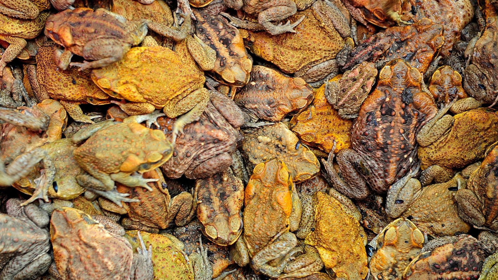 Toad Vortex Thousands Of Poisonous Toads Invade Florida Neighborhood Endangering Pets
