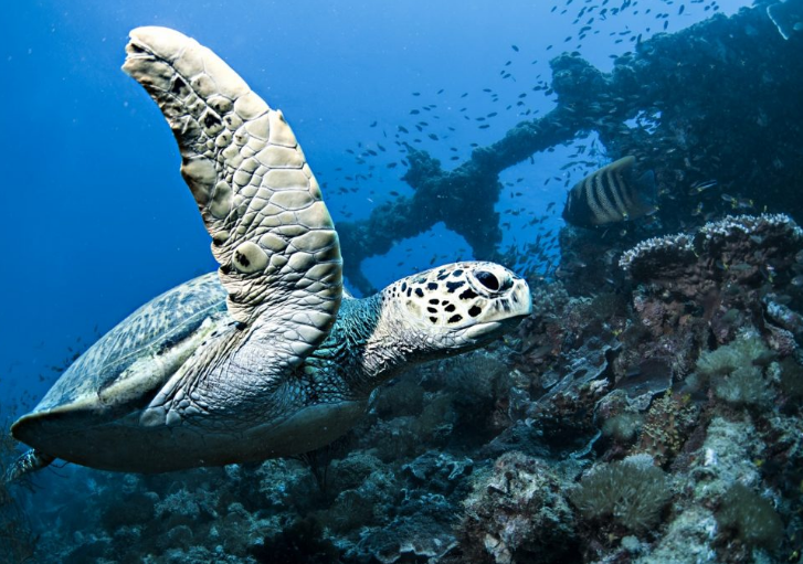 barrier reef Hawksbill Turtle - SS Yongala Shipwreck barrier reef Hawksbill Turtle - SS Yongala Shipwreck