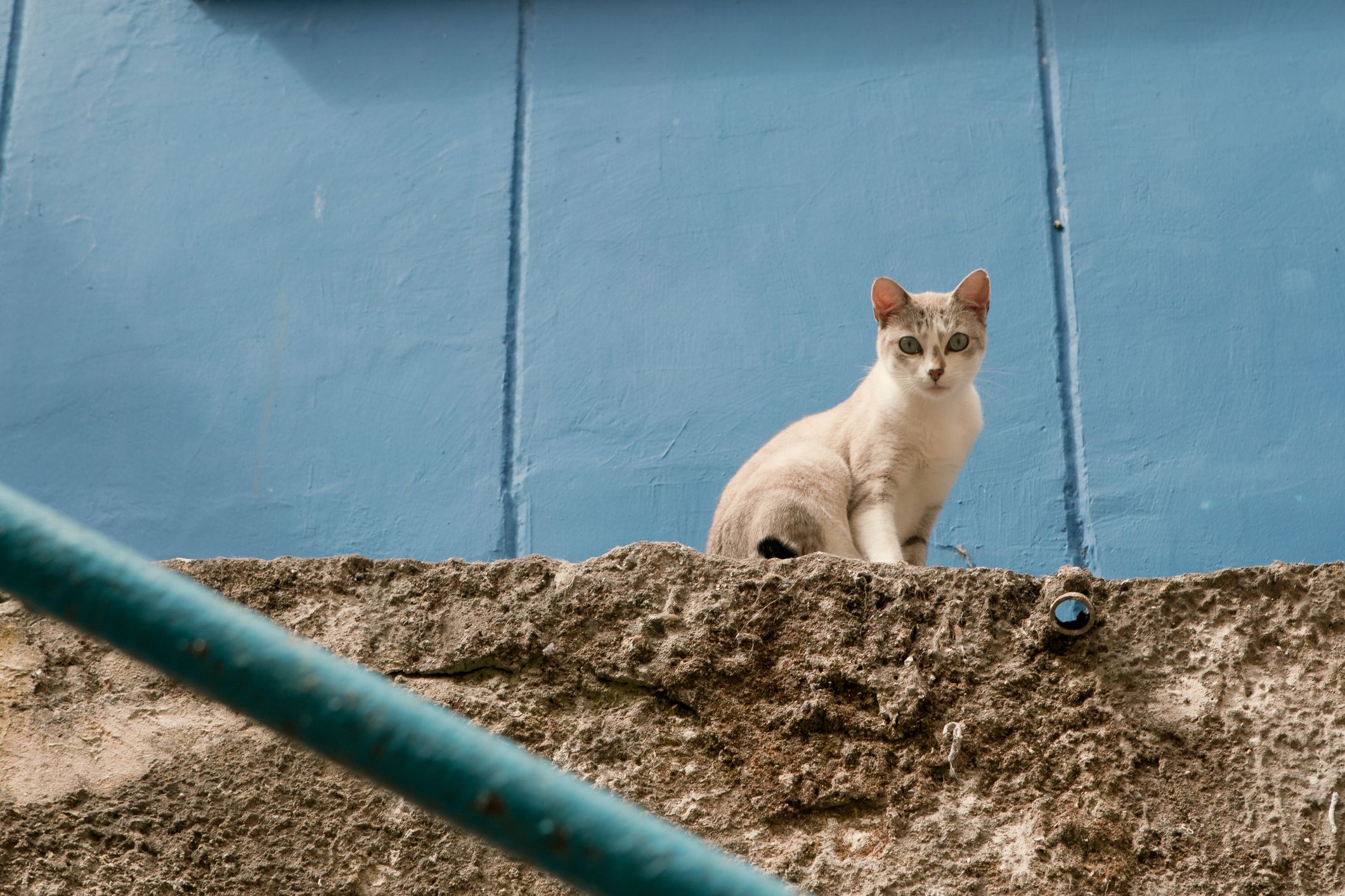 Keep off cat clearance and kitten repellent