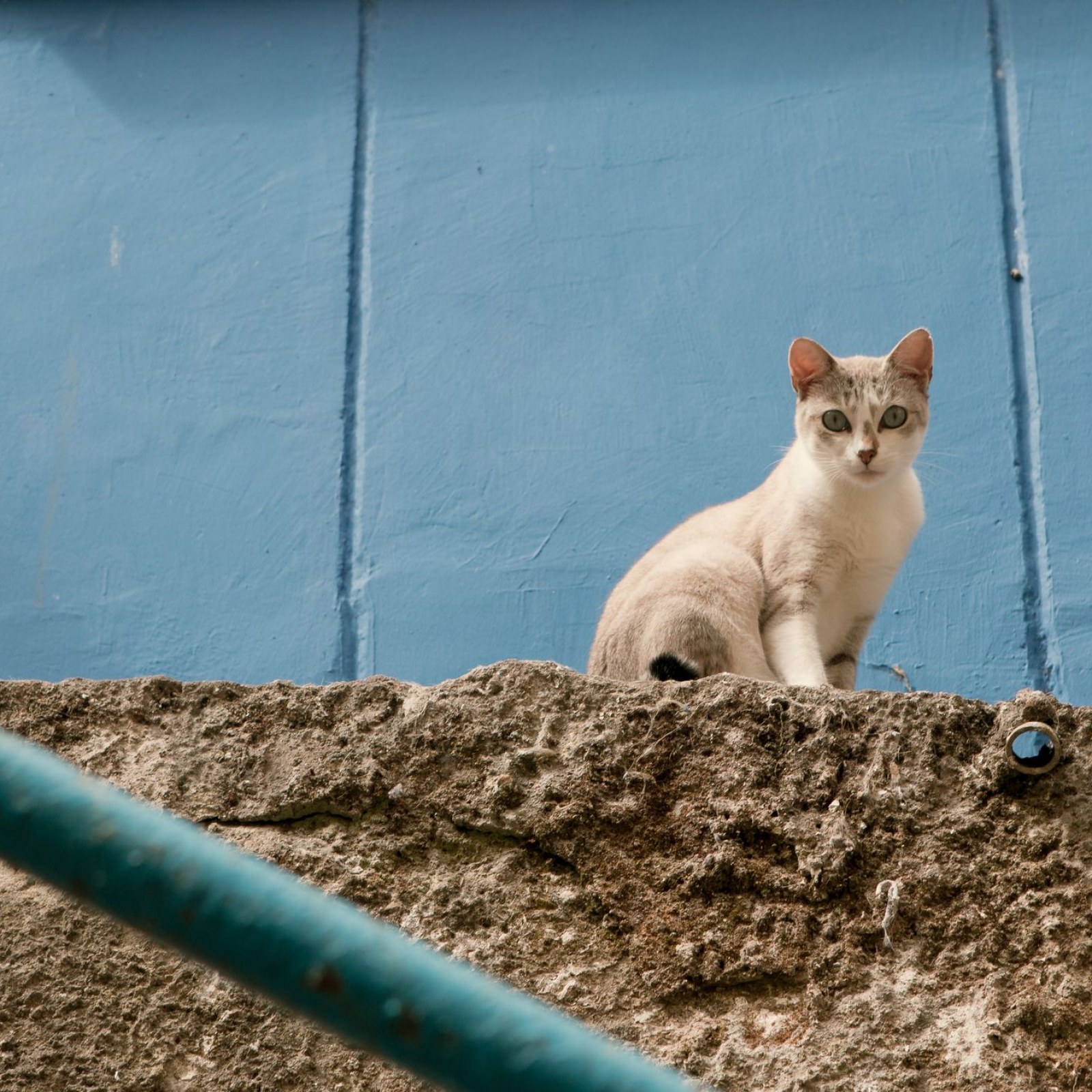 Cats Should Be Killed To Save Earth S Most Endangered Species From