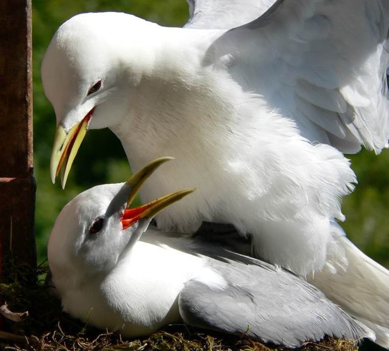 Copulating_pair_of_kittiwakes_JoelWhite