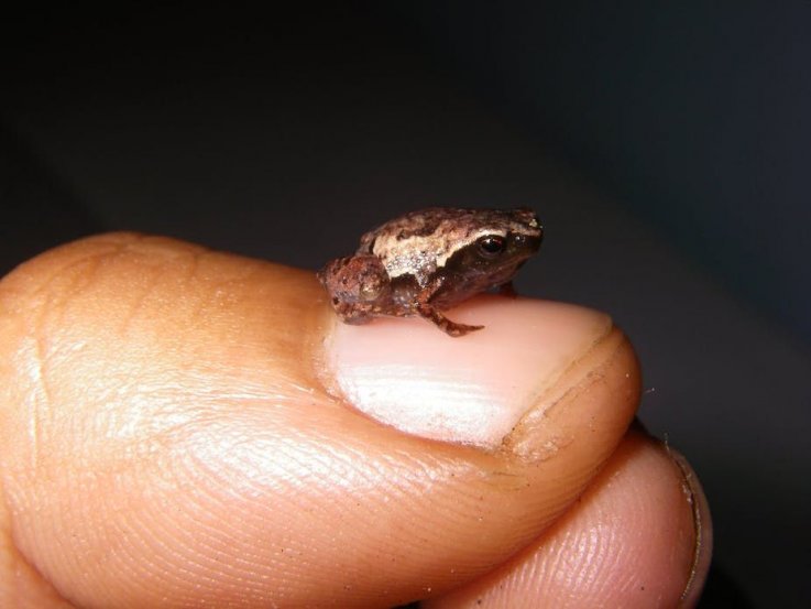 Mini Frog, Animals Mini Frog, Animals