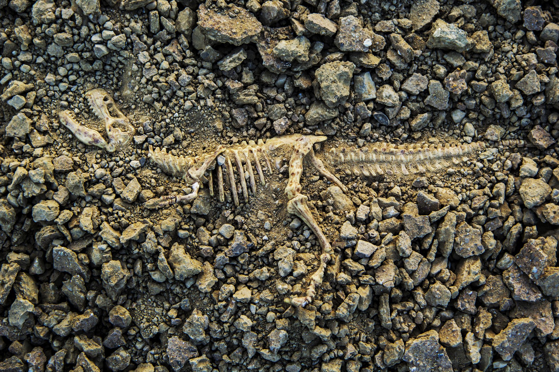 dinosaur, fossil