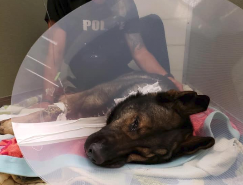 K9 Titan