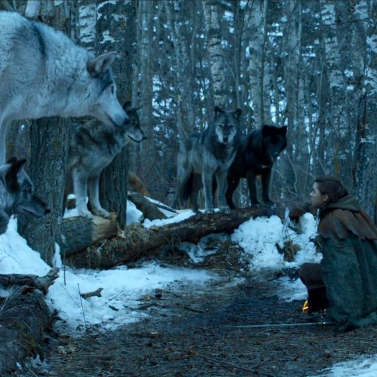 Game Of Thrones Direwolves Where Are The Stark Pets And Which