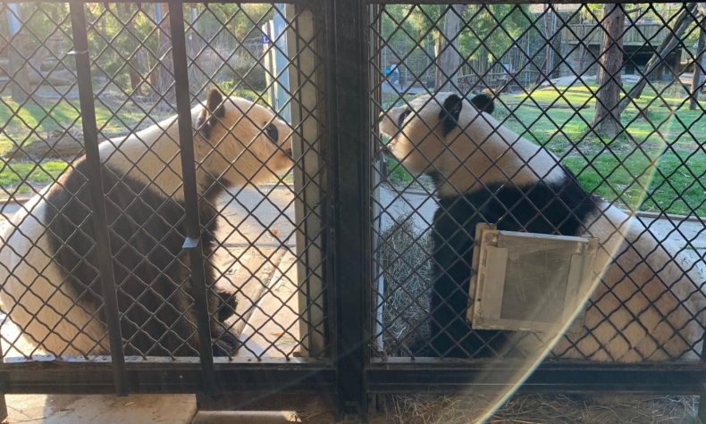 pandas talking