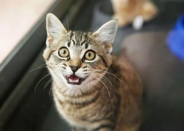 cat pet stock getty