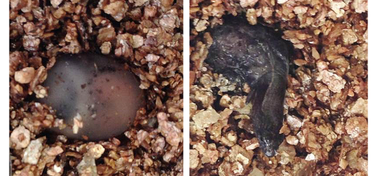 S. equalis S. equalis