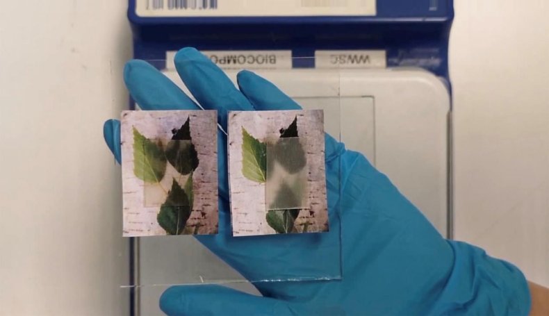 transparent wood
