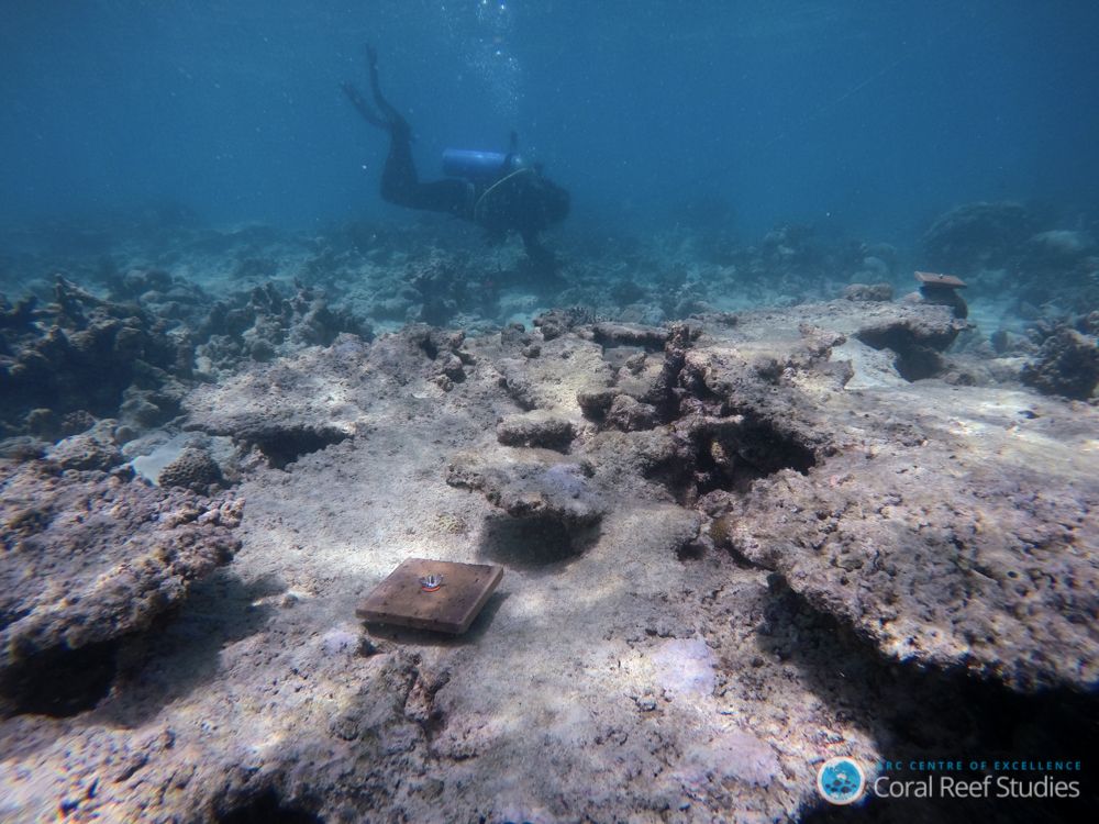 great barrier reef, coral recruitment