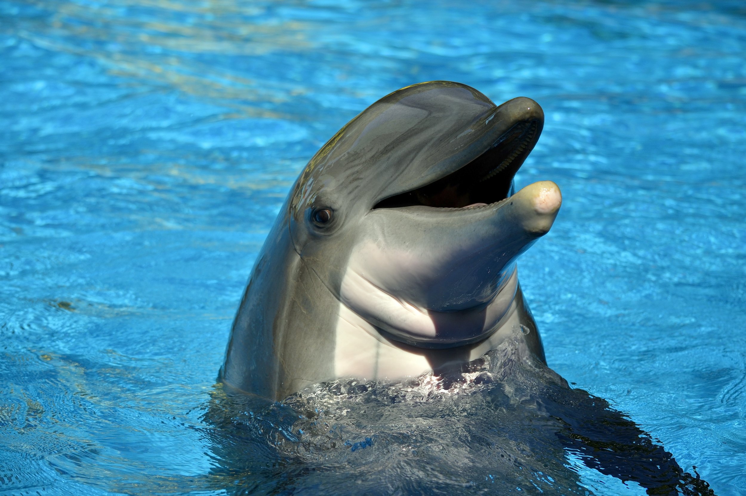 dolphin bottlenose stock getty