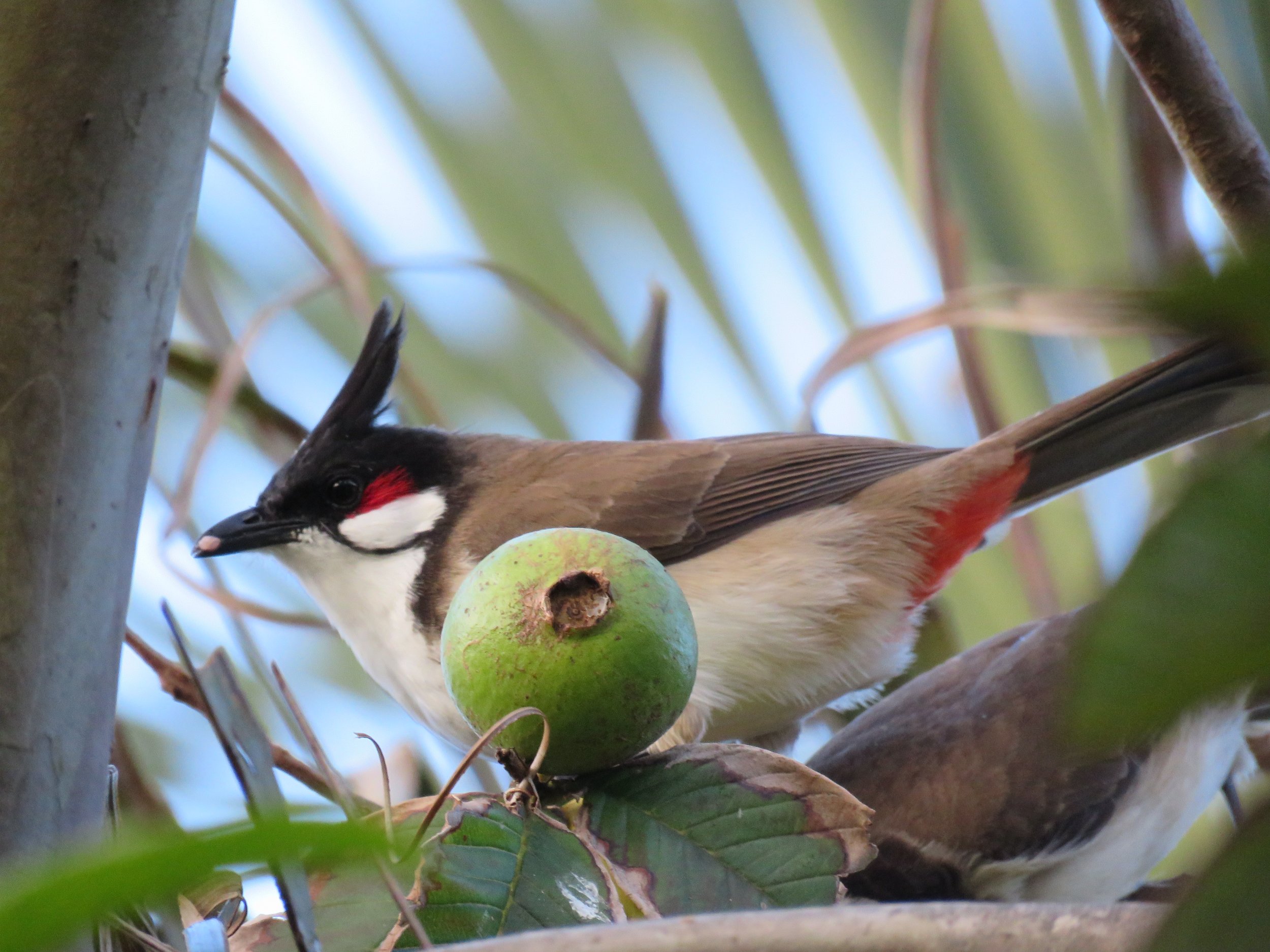 Red whiskered bulbul, Psidium guava