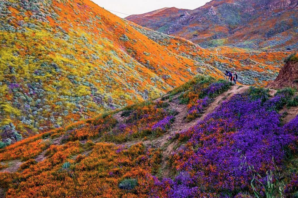 In Photos California's Wildflower Super Bloom Can be Seen From Space
