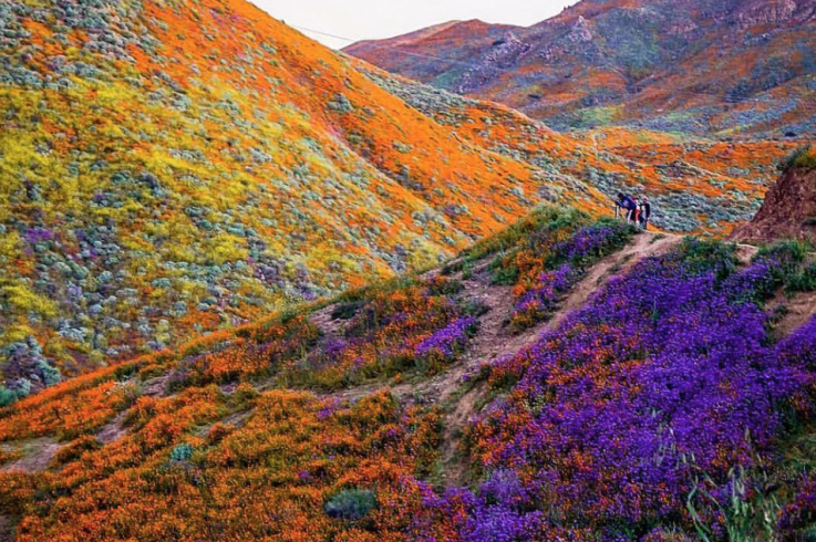 california super bloom