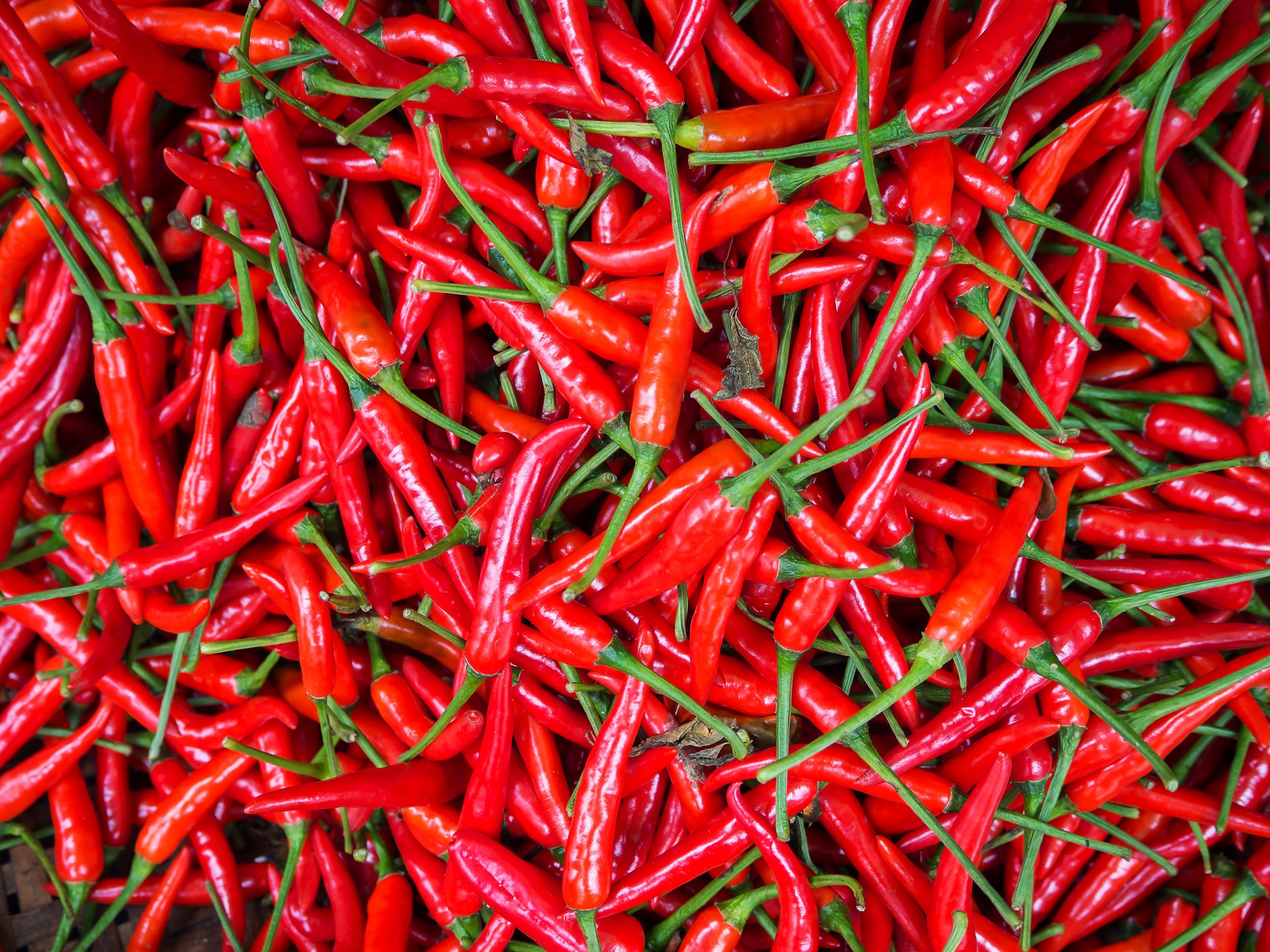 Capsaicin, the Chemical That Makes Chili Hot, Could One Day Be Used to