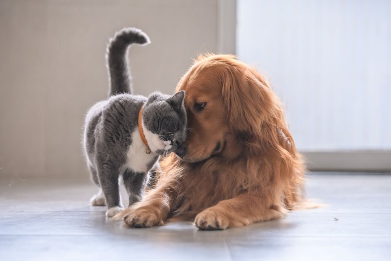 Mother's Day Gift Ideas - Entirely Pets