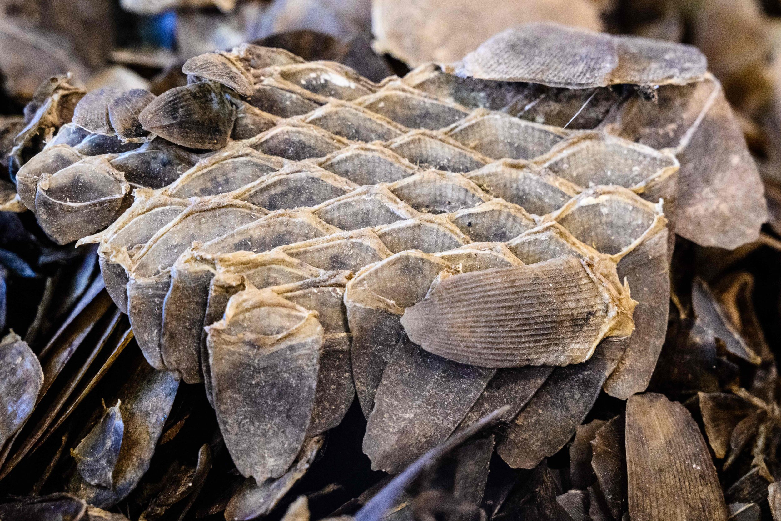 As Many As 36 000 Pangolins Killed To Produce Single Shipment Of Scales Conservationists Say