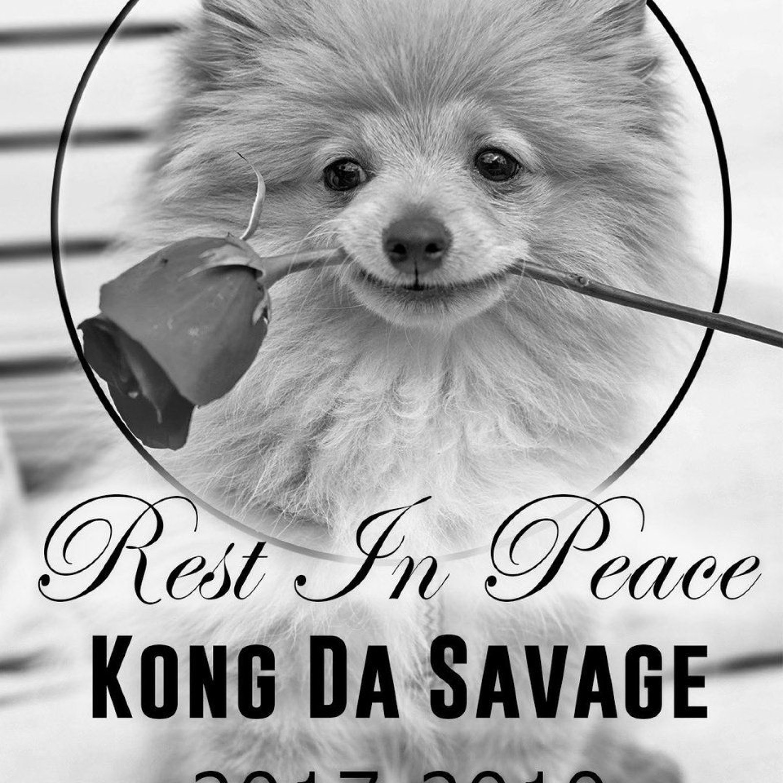 Logan Paul S Dog Kong Da Savage Has Passed Away After Altercation