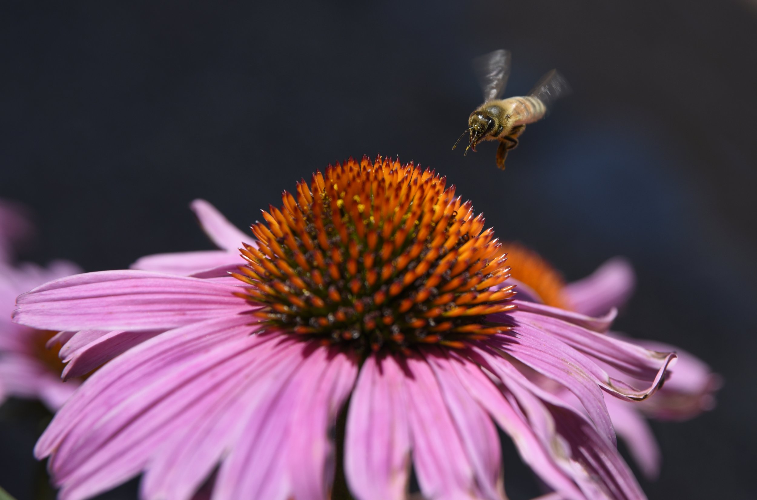 honeybee, New Mexico