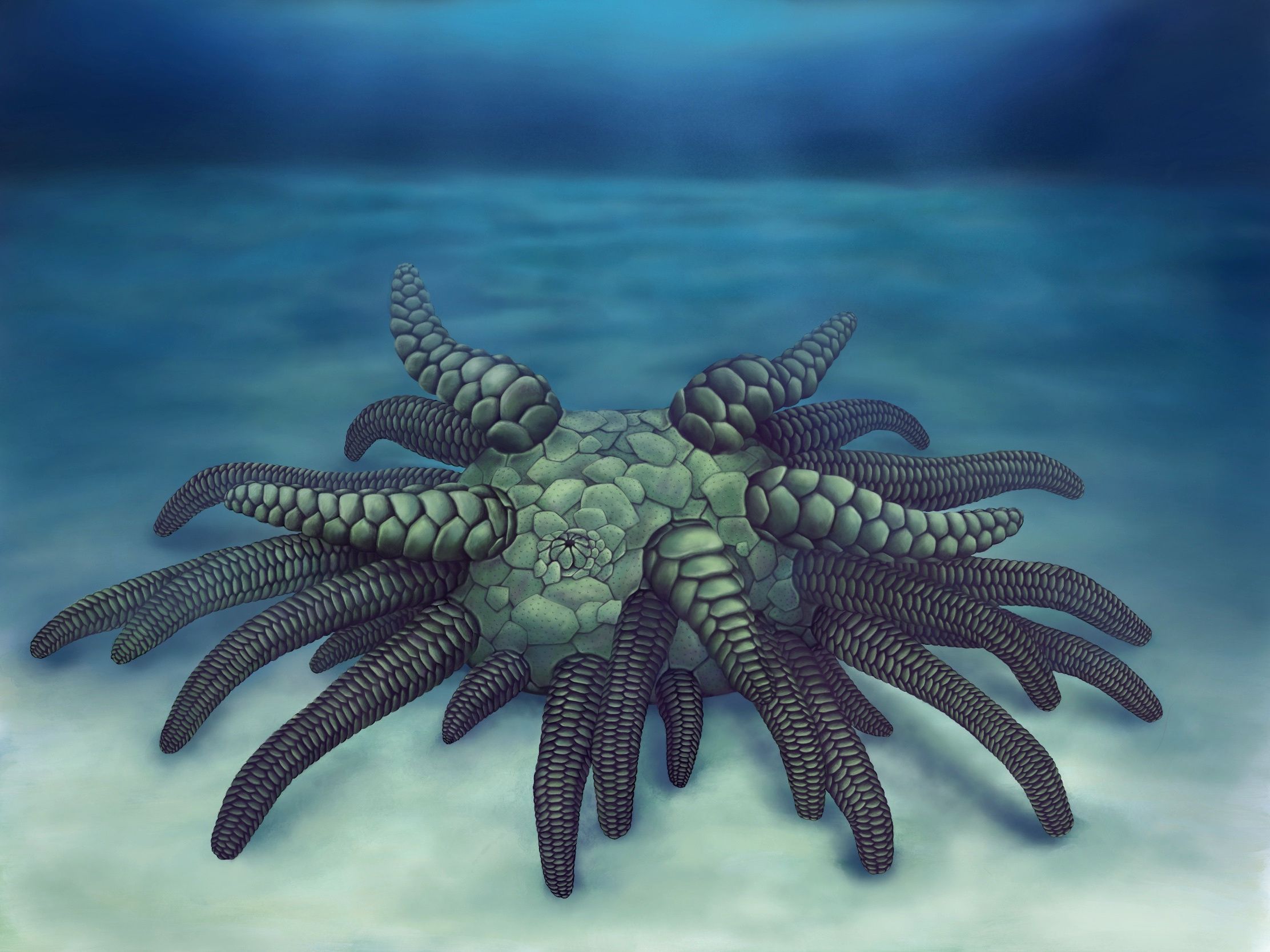 Sollasina Cthulhu: Monstrous 430 Million-Year-Old Sea Cucumber Discovered