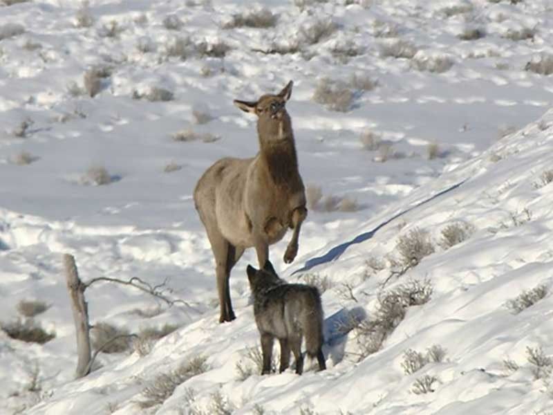 Yellowstone wolf and elk