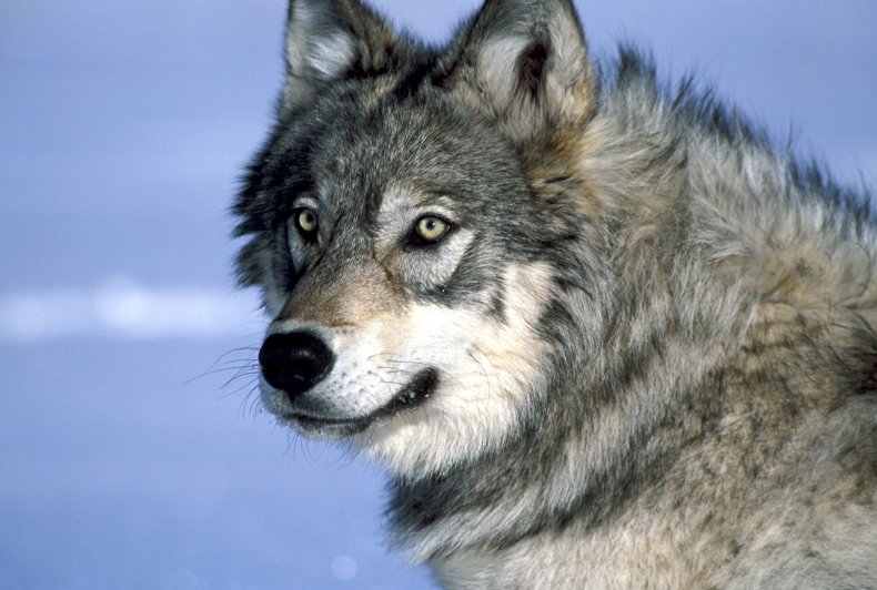 Yellowstone wolf