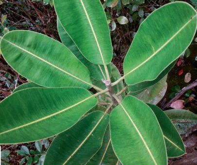 Mauritian plant