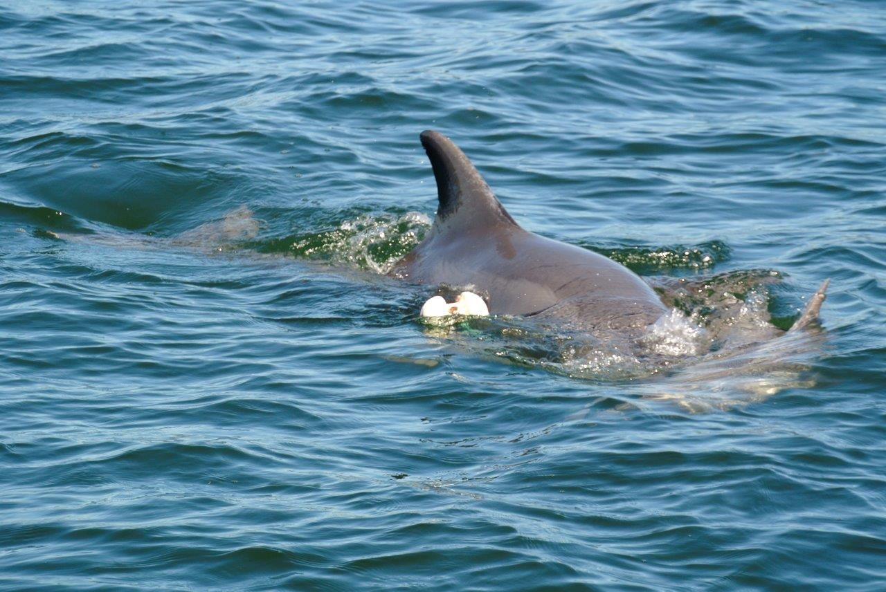 Dophin, Calf