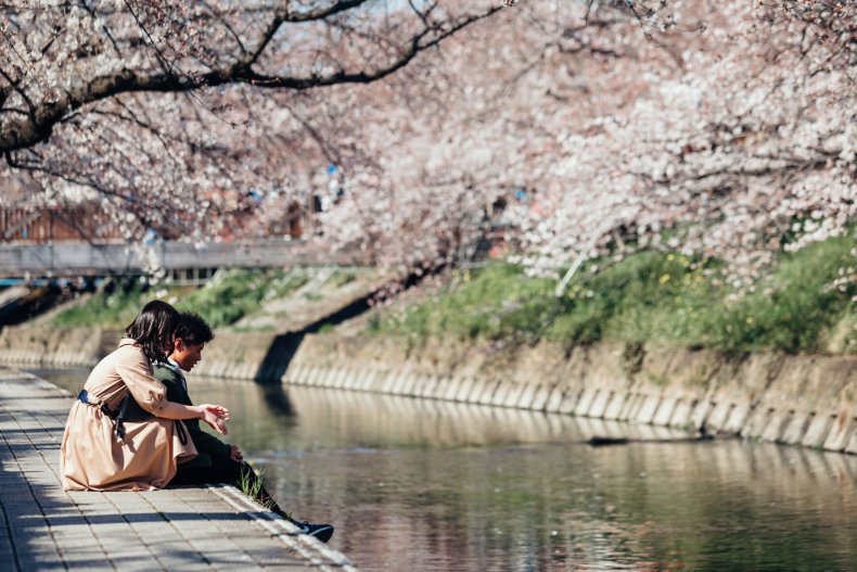 Japan cherry blossom