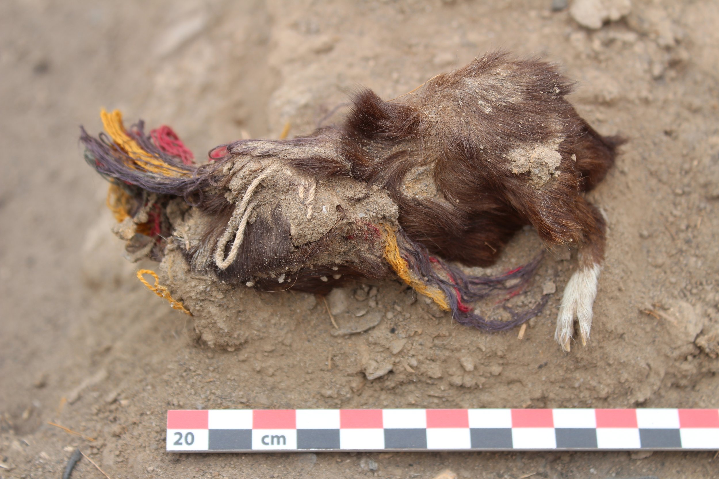 Guinea pig remains with colorful strings on it