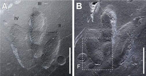 dinosaur footprints, skin traces, Minisauripus