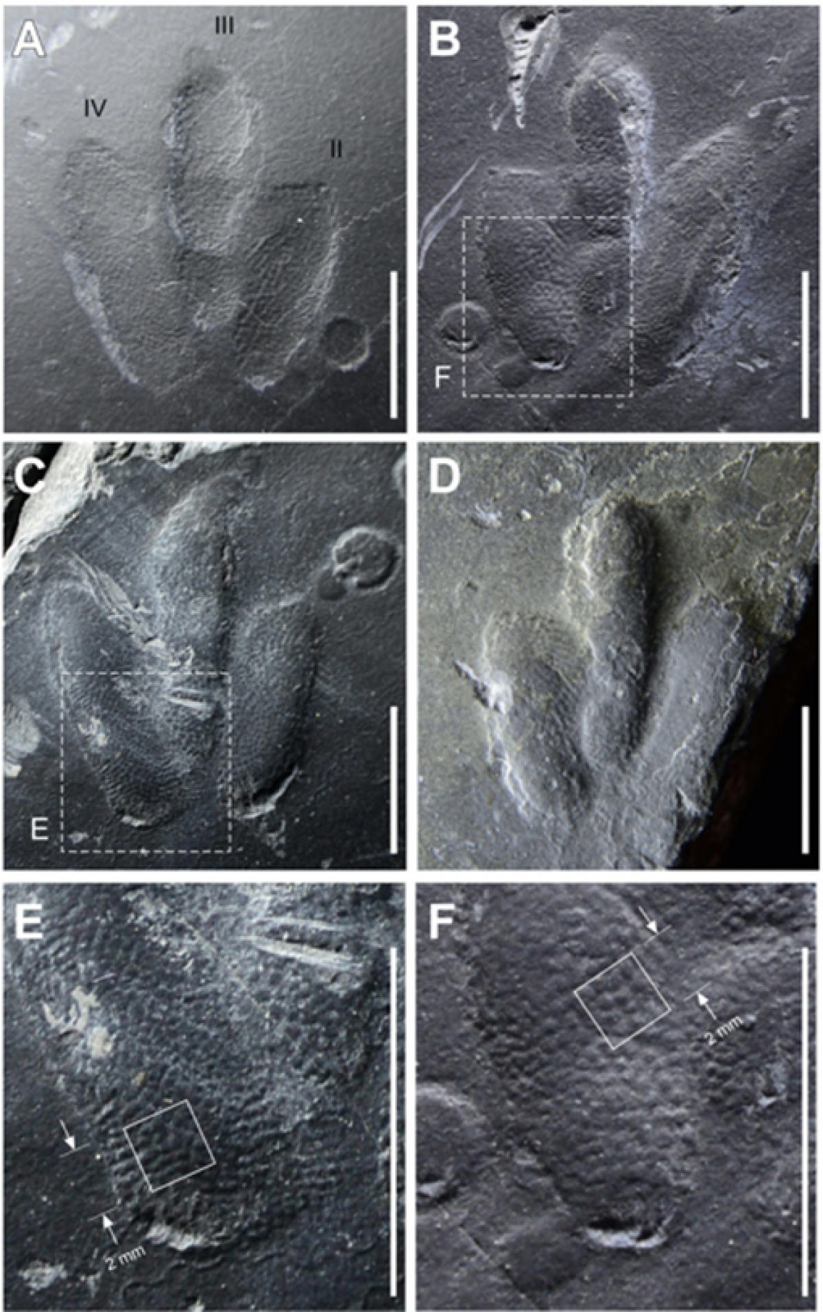 dinosaur footprints, skin traces, Minisauripus