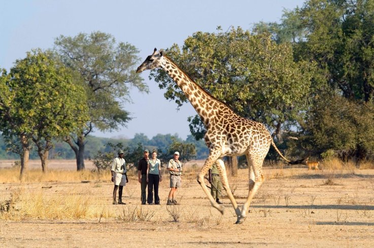 Zambia walking safari Zambia walking safari