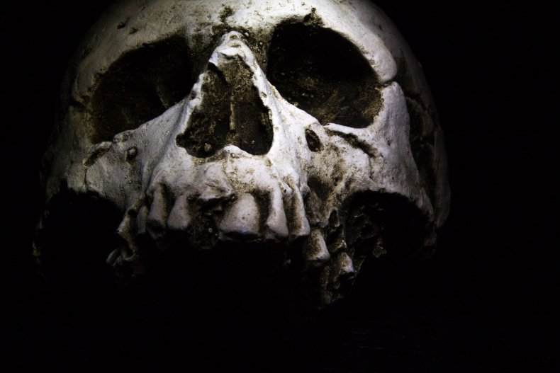 human skull human skull