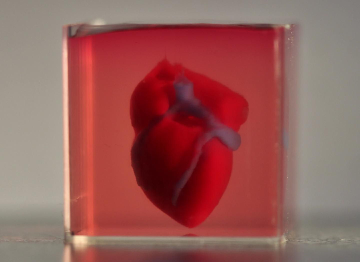 3D printed heart