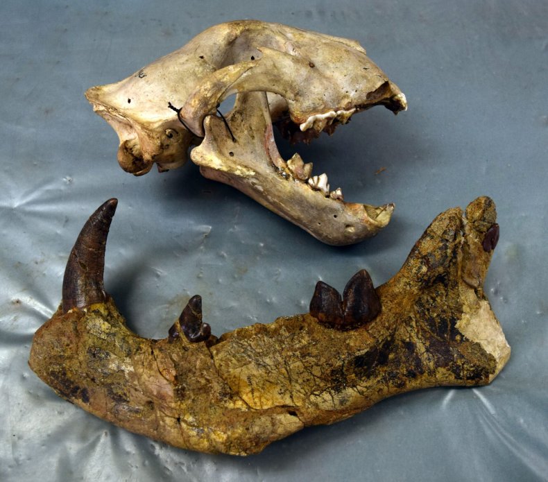 Simbakubwa jaw