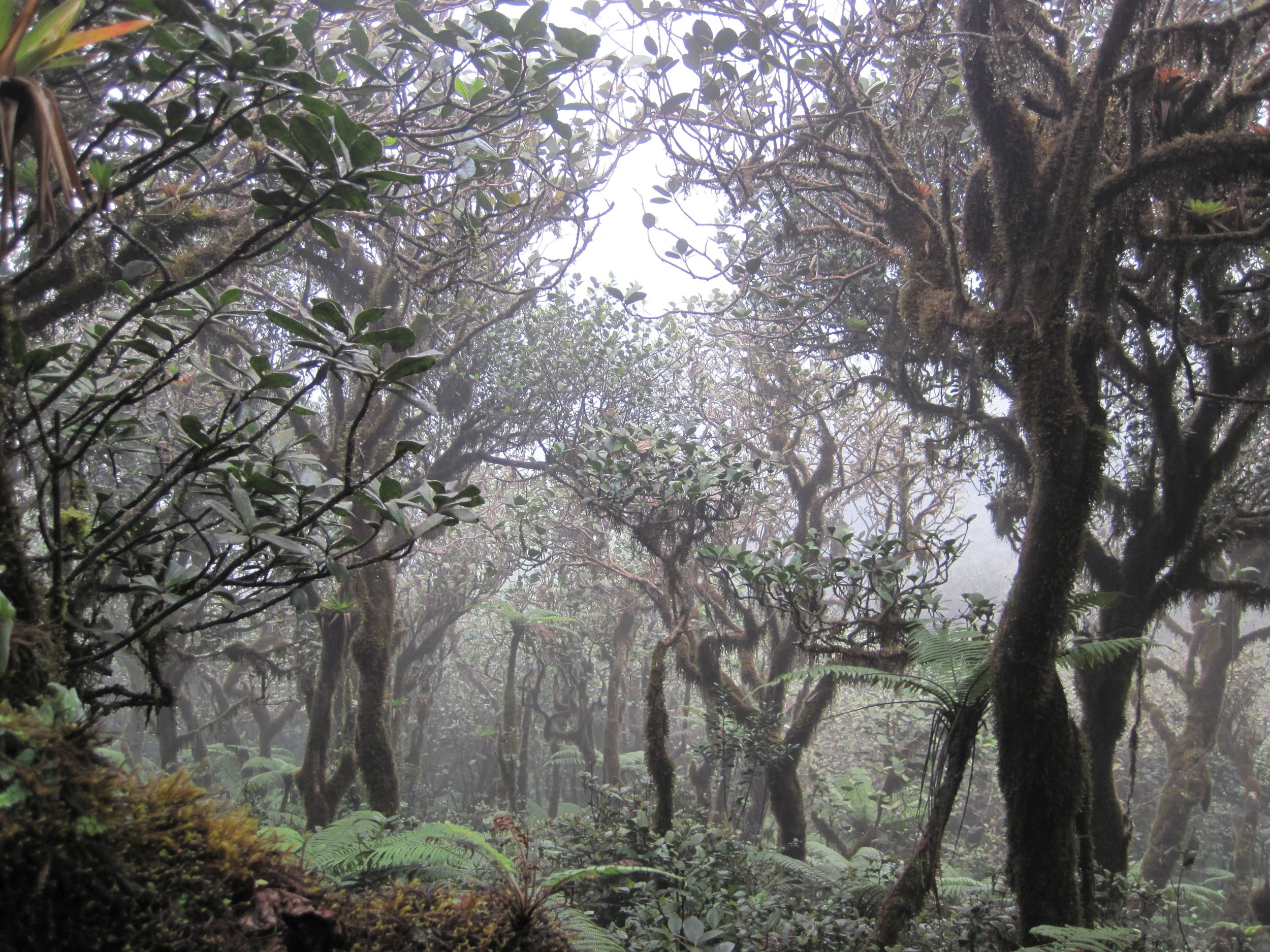 Elfin cloud forest, El Yunque National Forest, Puerto Rico