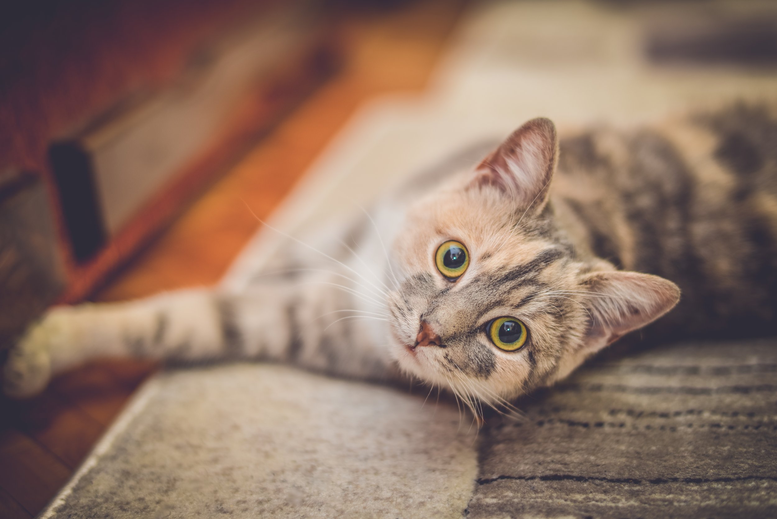 Should You Keep Your Cat Indoors? Yes, Say Scientists