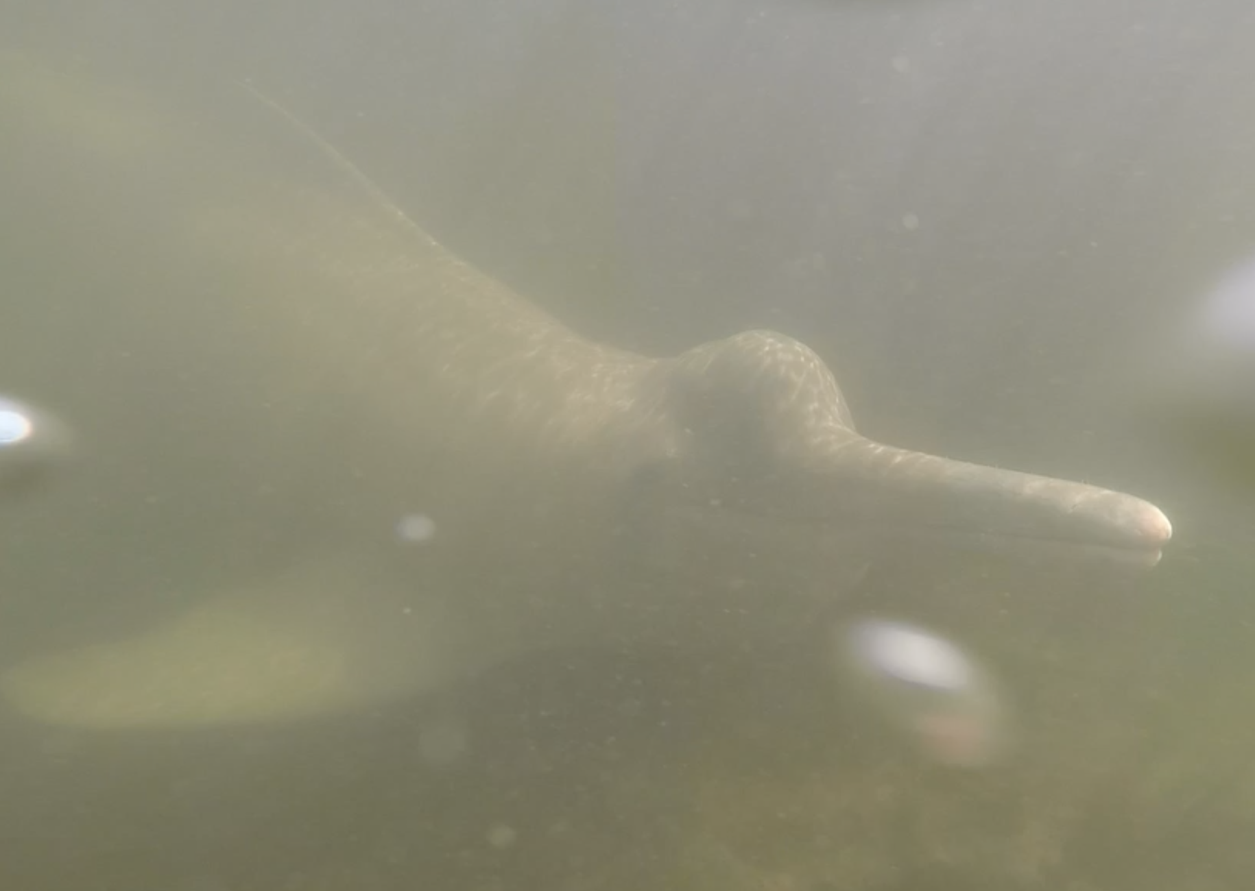 Araguaian river dolphin