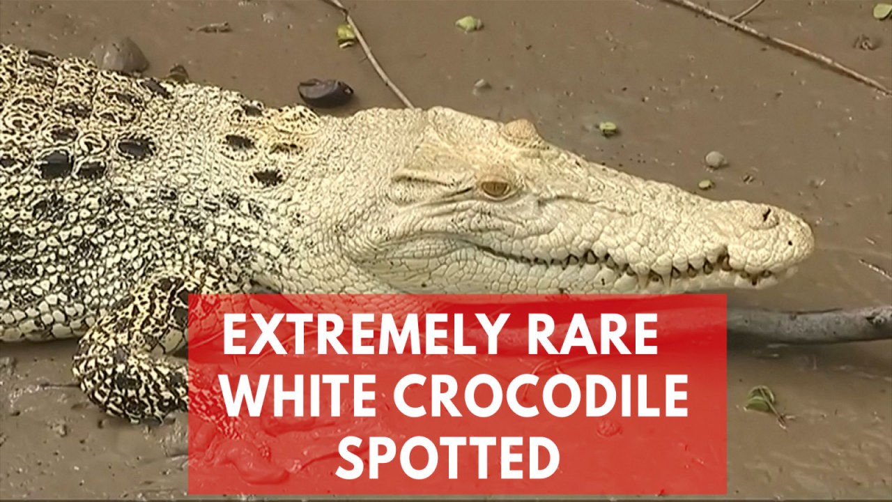 Viral Crocodile Video Shows How Funny The Animals Look Underwater Viral Crocodile Video Shows How Funny The Animals Look Underwater