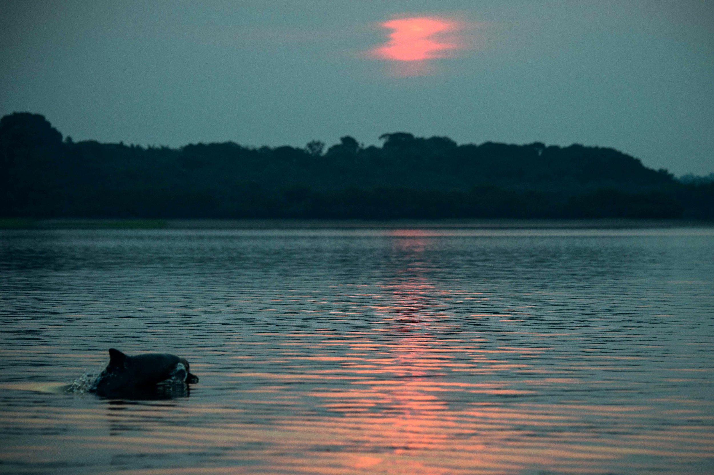 Amazon rainforest, Brazil, Rio Negro, Amazon dolphin