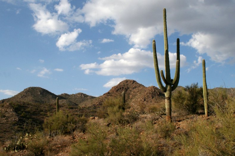 Saguaro cactus