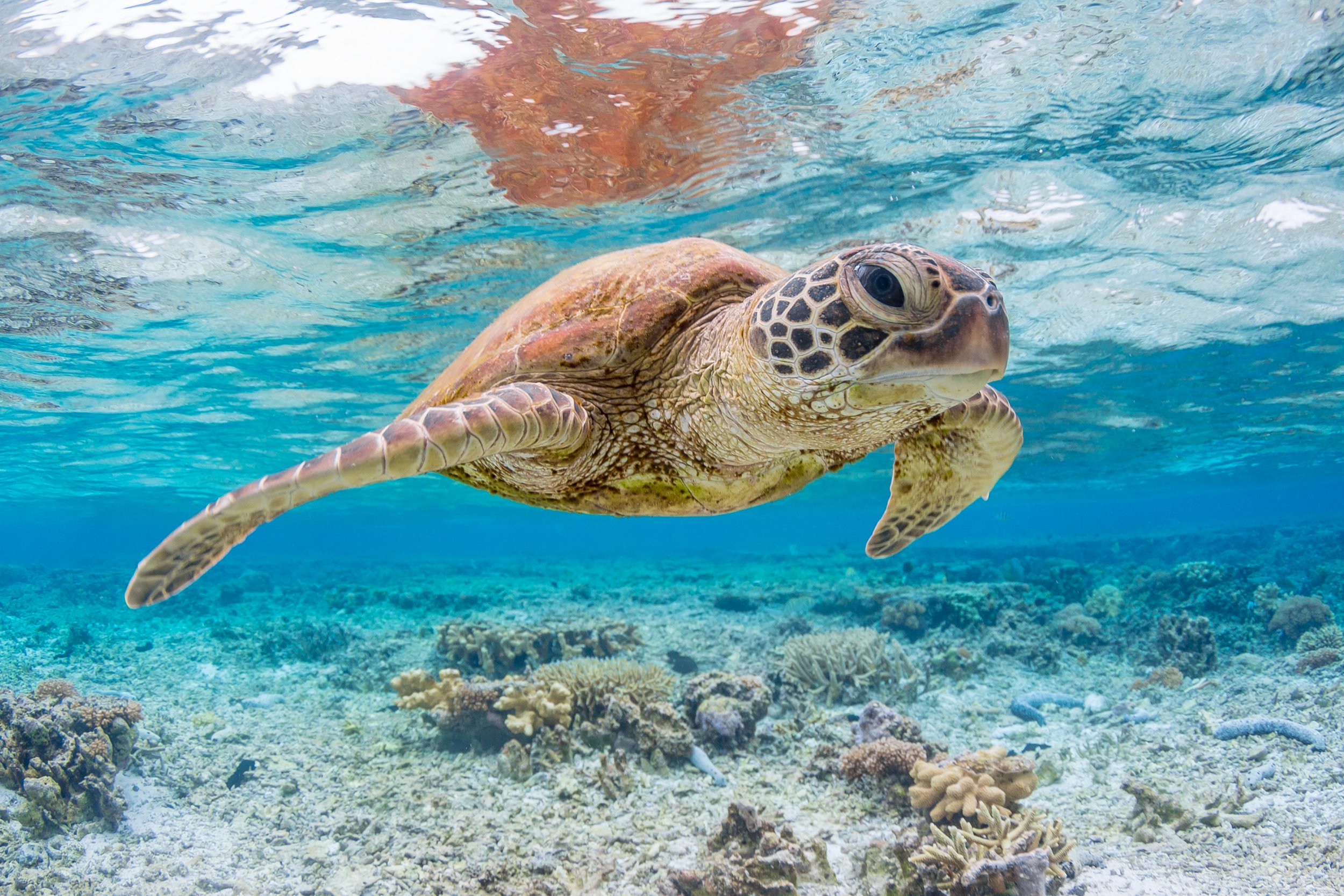 coral reef baby turtles